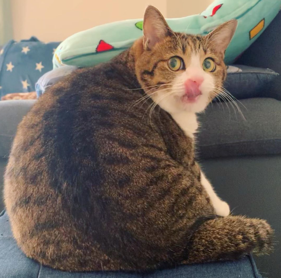 那对复制粘贴一样的猫兄弟,如今弟弟偷偷“膨胀”了...-微信头条网 那对复制粘贴一样的猫兄弟,如今弟弟偷偷“膨胀”了...