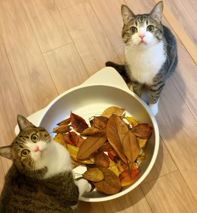 那对复制粘贴一样的猫兄弟,如今弟弟偷偷“膨胀”了...-微信头条网 那对复制粘贴一样的猫兄弟,如今弟弟偷偷“膨胀”了...