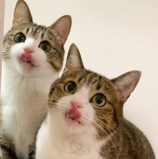 那对复制粘贴一样的猫兄弟,如今弟弟偷偷“膨胀”了...-微信头条网 那对复制粘贴一样的猫兄弟,如今弟弟偷偷“膨胀”了...