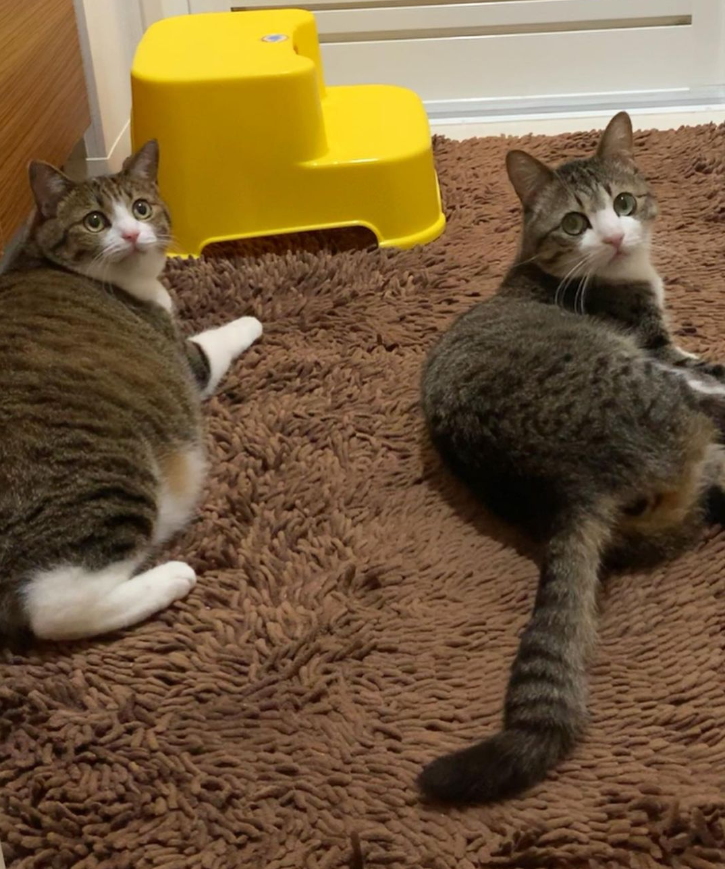 那对复制粘贴一样的猫兄弟,如今弟弟偷偷“膨胀”了...-微信头条网 那对复制粘贴一样的猫兄弟,如今弟弟偷偷“膨胀”了...