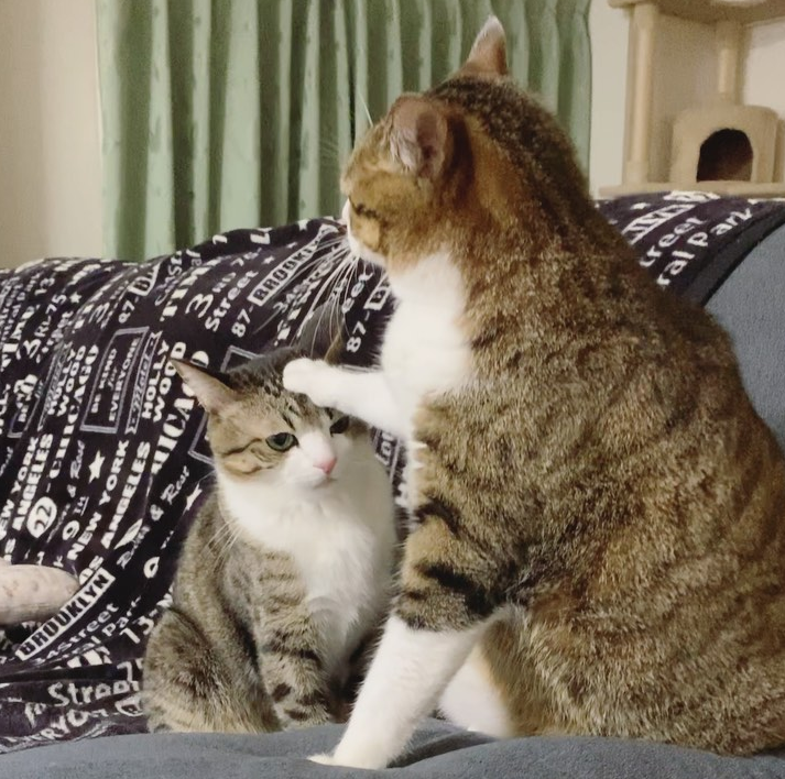 那对复制粘贴一样的猫兄弟,如今弟弟偷偷“膨胀”了...-微信头条网 那对复制粘贴一样的猫兄弟,如今弟弟偷偷“膨胀”了...