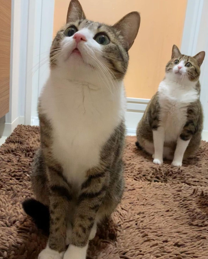 那对复制粘贴一样的猫兄弟,如今弟弟偷偷“膨胀”了...-微信头条网 那对复制粘贴一样的猫兄弟,如今弟弟偷偷“膨胀”了...