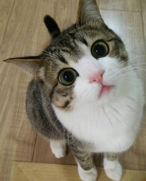 那对复制粘贴一样的猫兄弟,如今弟弟偷偷“膨胀”了...-微信头条网 那对复制粘贴一样的猫兄弟,如今弟弟偷偷“膨胀”了...