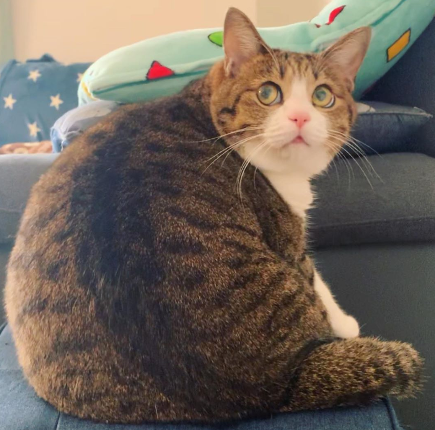 那对复制粘贴一样的猫兄弟,如今弟弟偷偷“膨胀”了...-微信头条网 那对复制粘贴一样的猫兄弟,如今弟弟偷偷“膨胀”了...