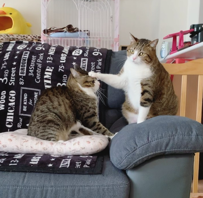 那对复制粘贴一样的猫兄弟,如今弟弟偷偷“膨胀”了...-微信头条网 那对复制粘贴一样的猫兄弟,如今弟弟偷偷“膨胀”了...