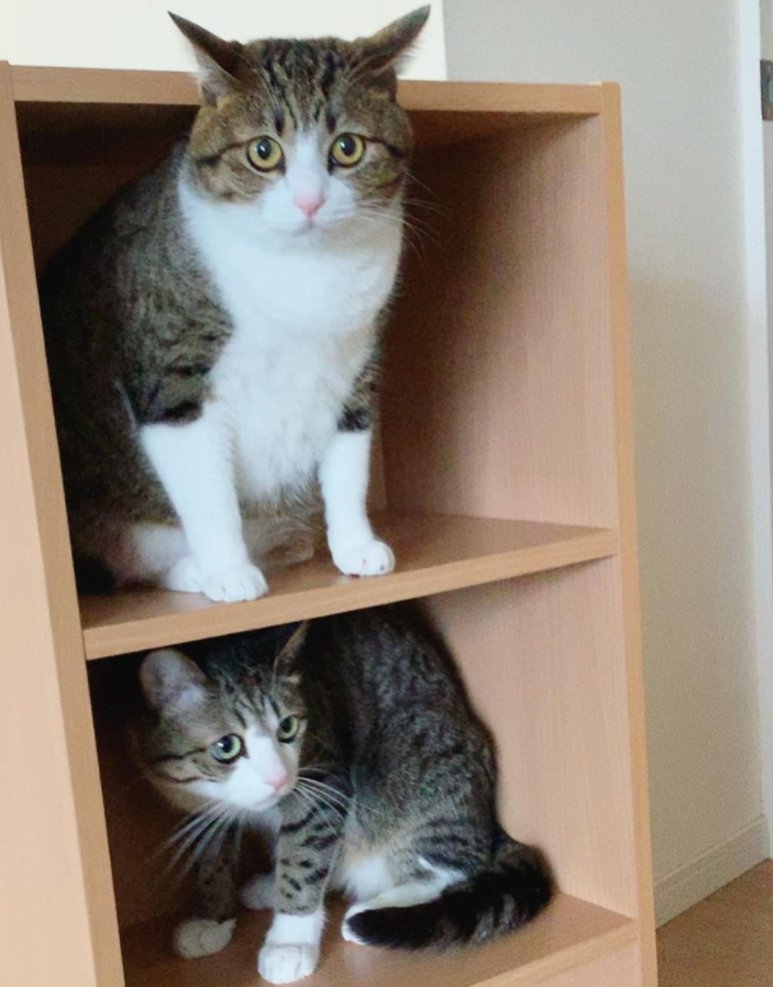 那对复制粘贴一样的猫兄弟,如今弟弟偷偷“膨胀”了...-微信头条网 那对复制粘贴一样的猫兄弟,如今弟弟偷偷“膨胀”了...