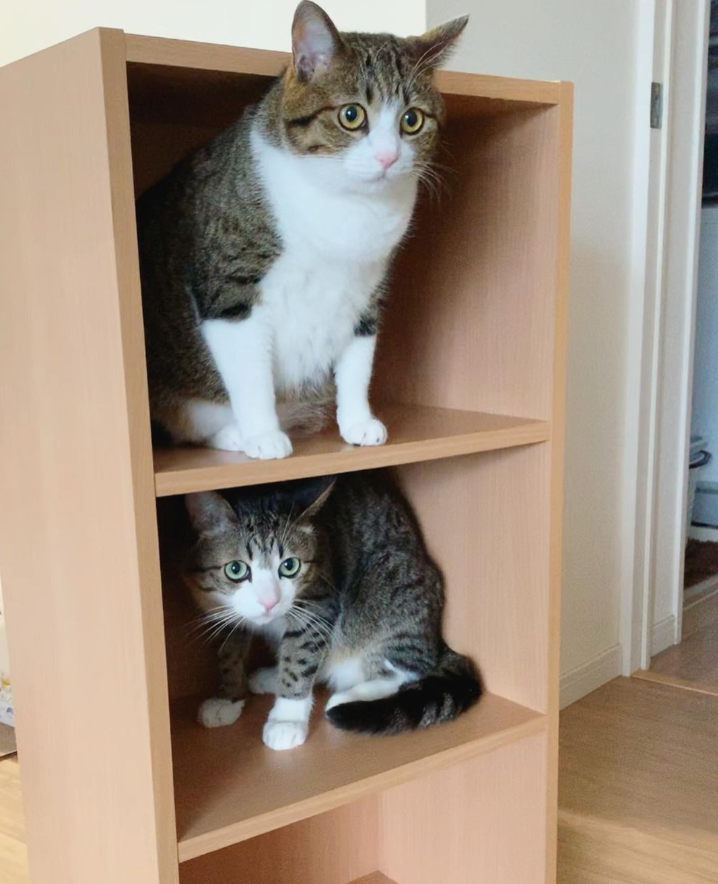 那对复制粘贴一样的猫兄弟,如今弟弟偷偷“膨胀”了...-微信头条网 那对复制粘贴一样的猫兄弟,如今弟弟偷偷“膨胀”了...