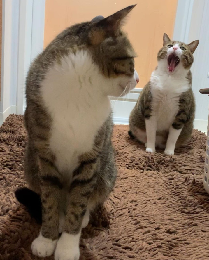 那对复制粘贴一样的猫兄弟,如今弟弟偷偷“膨胀”了...-微信头条网 那对复制粘贴一样的猫兄弟,如今弟弟偷偷“膨胀”了...