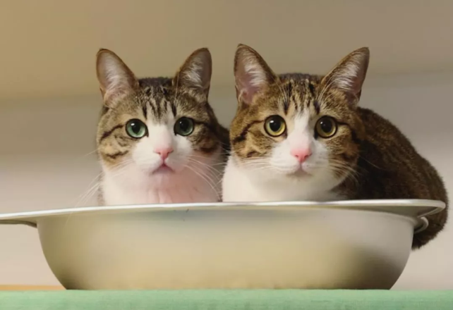 那对复制粘贴一样的猫兄弟,如今弟弟偷偷“膨胀”了...-微信头条网 那对复制粘贴一样的猫兄弟,如今弟弟偷偷“膨胀”了...