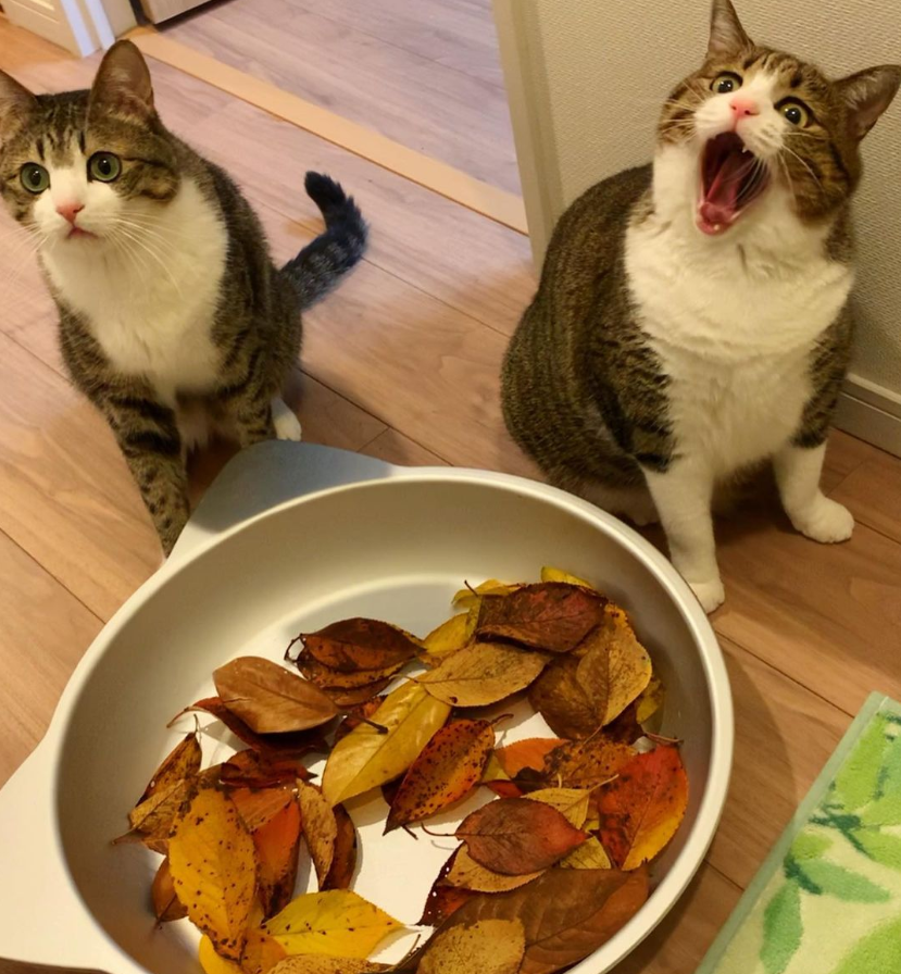那对复制粘贴一样的猫兄弟,如今弟弟偷偷“膨胀”了...-微信头条网 那对复制粘贴一样的猫兄弟,如今弟弟偷偷“膨胀”了...