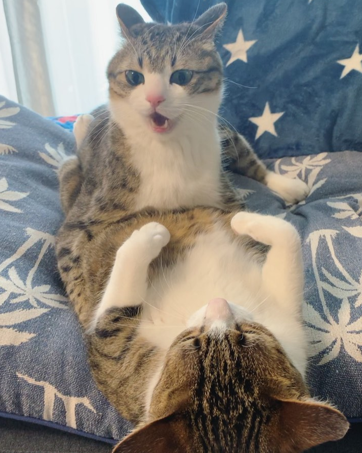 那对复制粘贴一样的猫兄弟,如今弟弟偷偷“膨胀”了...-微信头条网 那对复制粘贴一样的猫兄弟,如今弟弟偷偷“膨胀”了...