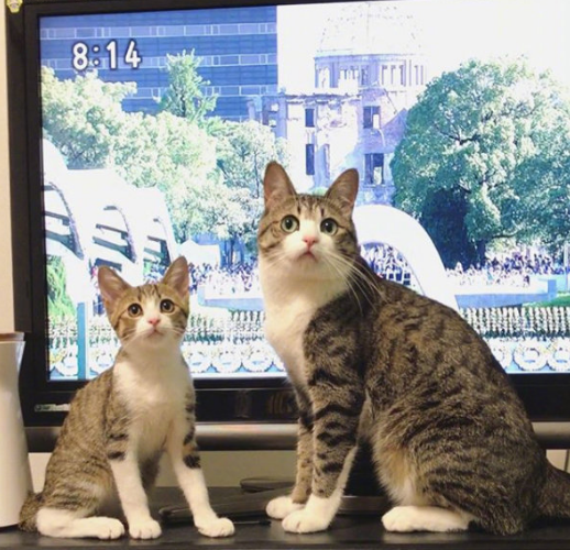 那对复制粘贴一样的猫兄弟,如今弟弟偷偷“膨胀”了...-微信头条网 那对复制粘贴一样的猫兄弟,如今弟弟偷偷“膨胀”了...