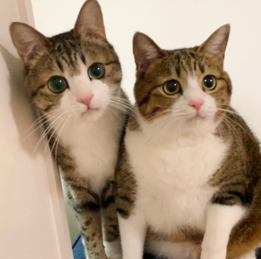 那对复制粘贴一样的猫兄弟,如今弟弟偷偷“膨胀”了...-微信头条网 那对复制粘贴一样的猫兄弟,如今弟弟偷偷“膨胀”了...