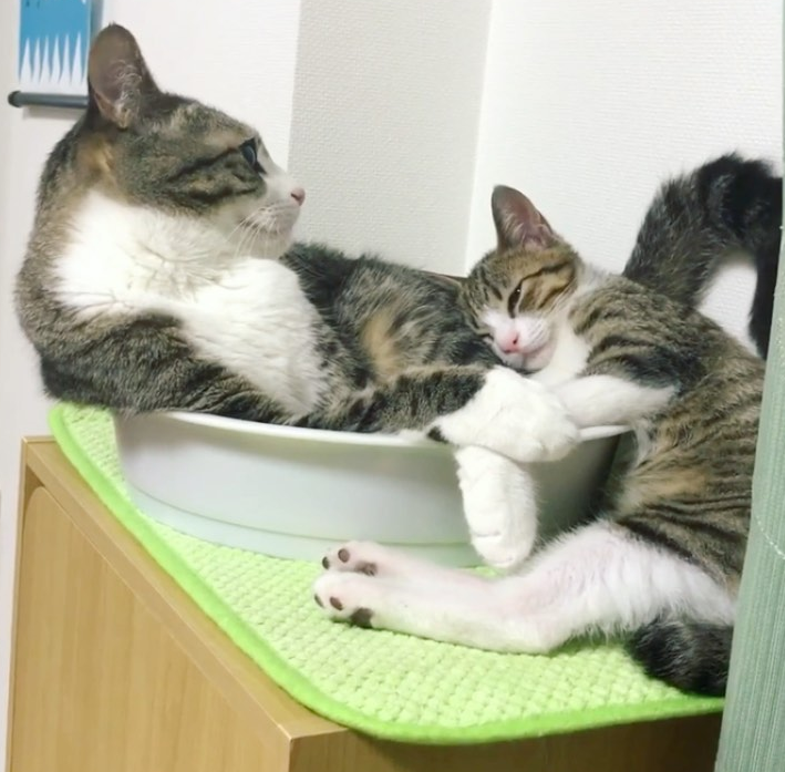 那对复制粘贴一样的猫兄弟,如今弟弟偷偷“膨胀”了...-微信头条网 那对复制粘贴一样的猫兄弟,如今弟弟偷偷“膨胀”了...