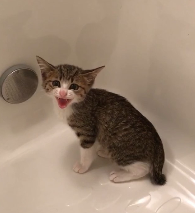 那对复制粘贴一样的猫兄弟,如今弟弟偷偷“膨胀”了...-微信头条网 那对复制粘贴一样的猫兄弟,如今弟弟偷偷“膨胀”了...