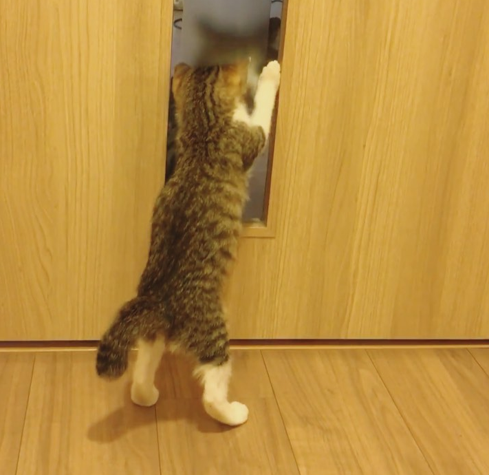 那对复制粘贴一样的猫兄弟,如今弟弟偷偷“膨胀”了...-微信头条网 那对复制粘贴一样的猫兄弟,如今弟弟偷偷“膨胀”了...