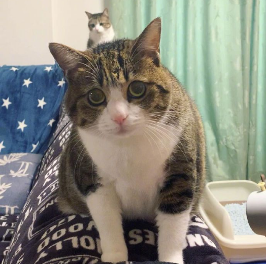 那对复制粘贴一样的猫兄弟,如今弟弟偷偷“膨胀”了...-微信头条网 那对复制粘贴一样的猫兄弟,如今弟弟偷偷“膨胀”了...