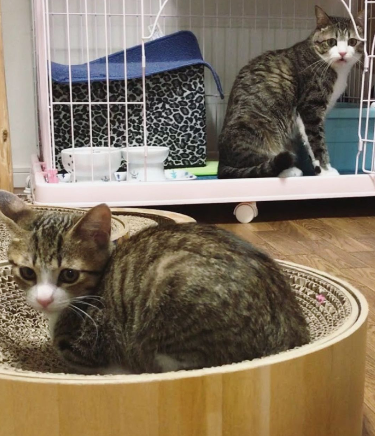 那对复制粘贴一样的猫兄弟,如今弟弟偷偷“膨胀”了...-微信头条网 那对复制粘贴一样的猫兄弟,如今弟弟偷偷“膨胀”了...