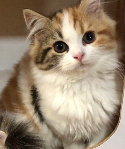 那对复制粘贴一样的猫兄弟,如今弟弟偷偷“膨胀”了...-微信头条网 那对复制粘贴一样的猫兄弟,如今弟弟偷偷“膨胀”了...