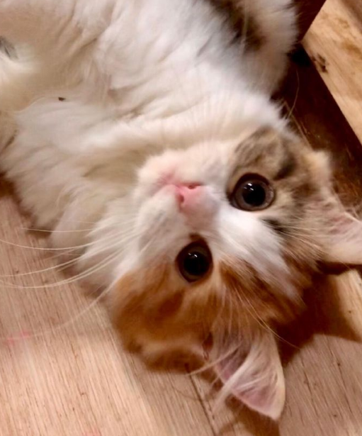 那对复制粘贴一样的猫兄弟,如今弟弟偷偷“膨胀”了...-微信头条网 那对复制粘贴一样的猫兄弟,如今弟弟偷偷“膨胀”了...