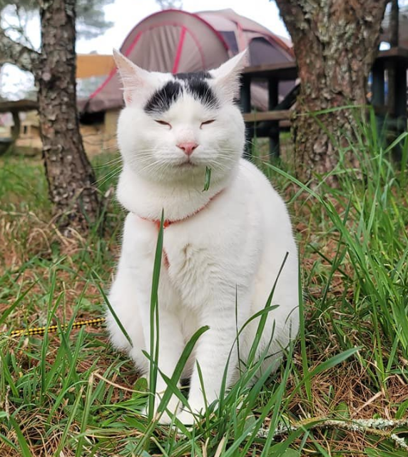 养了三年的猫，主人都还是很难看清到底有没有睁眼睛...