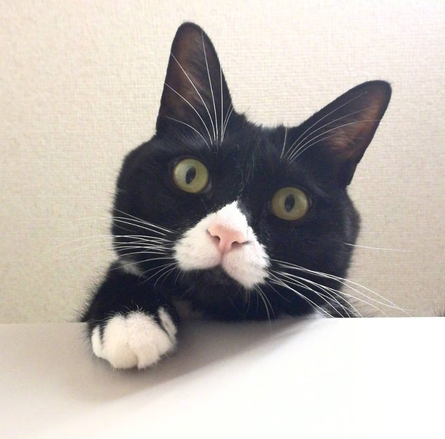 养了三年的猫，主人都还是很难看清到底有没有睁眼睛...