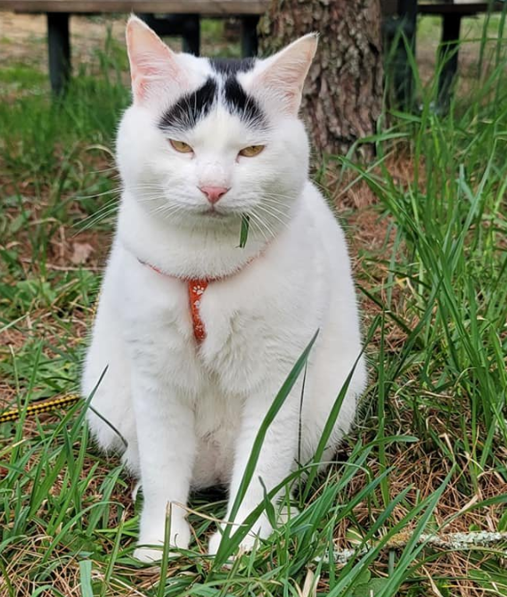 养了三年的猫 主人都还是很难看清到底有没有睁眼睛 柠檬资讯