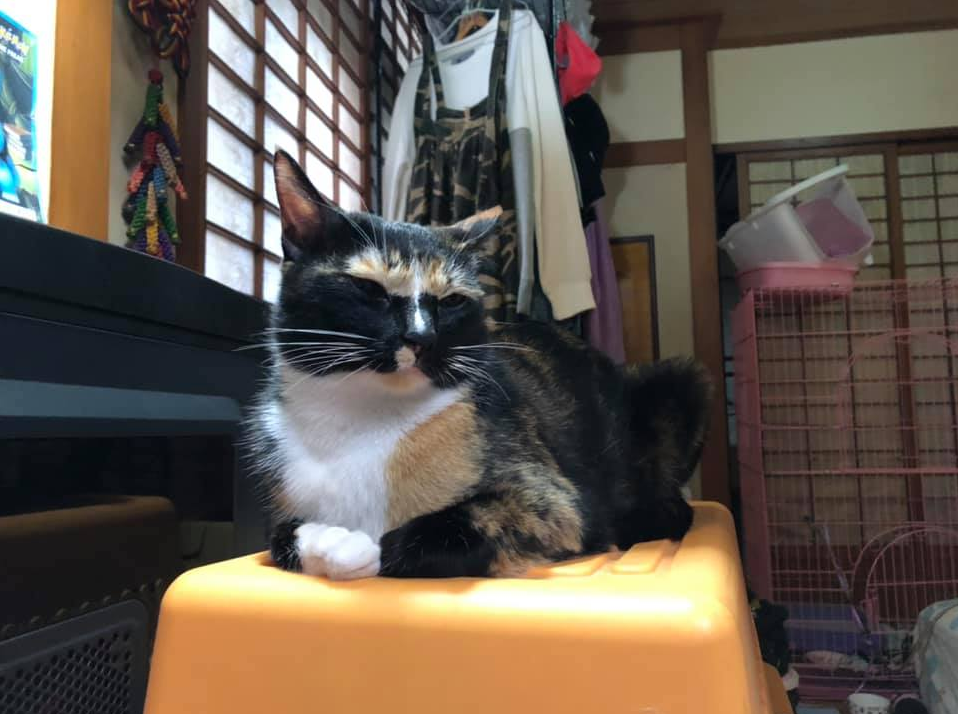 养了三年的猫，主人都还是很难看清到底有没有睁眼睛...