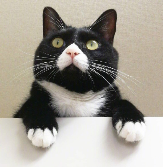 养了三年的猫，主人都还是很难看清到底有没有睁眼睛...