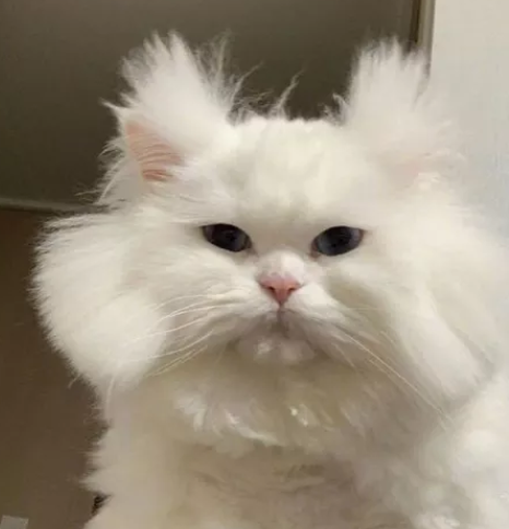 到底对不对 每周给我家猫洗澡就为了防止身上长蜱虫和跳蚤 柠檬资讯