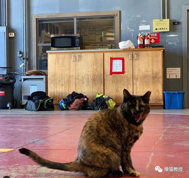一只小貓流浪到消防局，和消防員相親相愛四年後，最近被一封匿名信打破了幸福... 寵物 第8張