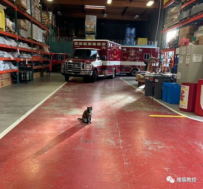 一只小貓流浪到消防局，和消防員相親相愛四年後，最近被一封匿名信打破了幸福... 寵物 第11張