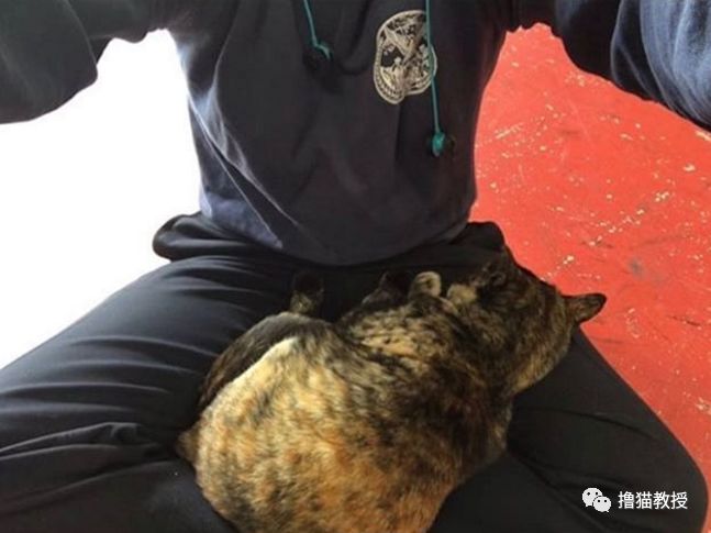 一只小貓流浪到消防局，和消防員相親相愛四年後，最近被一封匿名信打破了幸福... 寵物 第10張