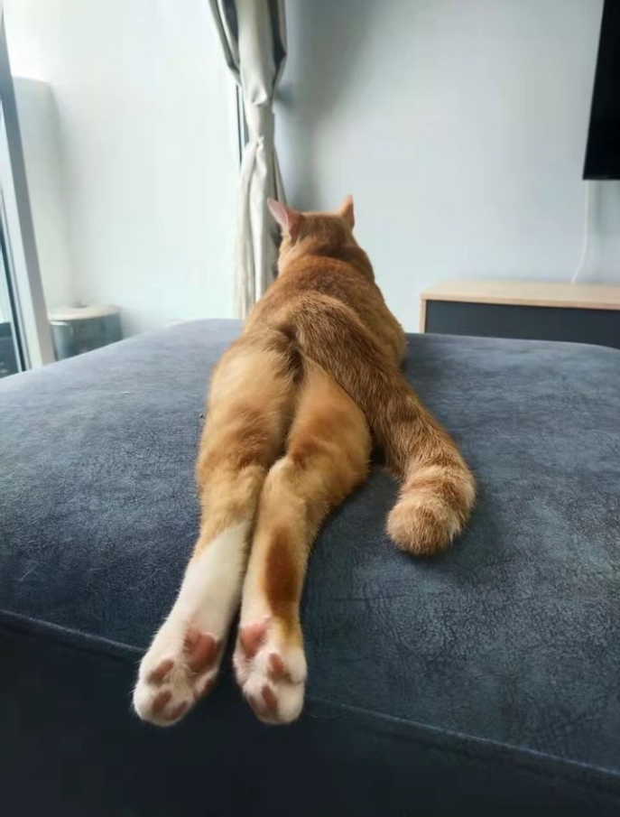橘猫:反正我脖子以下全是腿!-友友