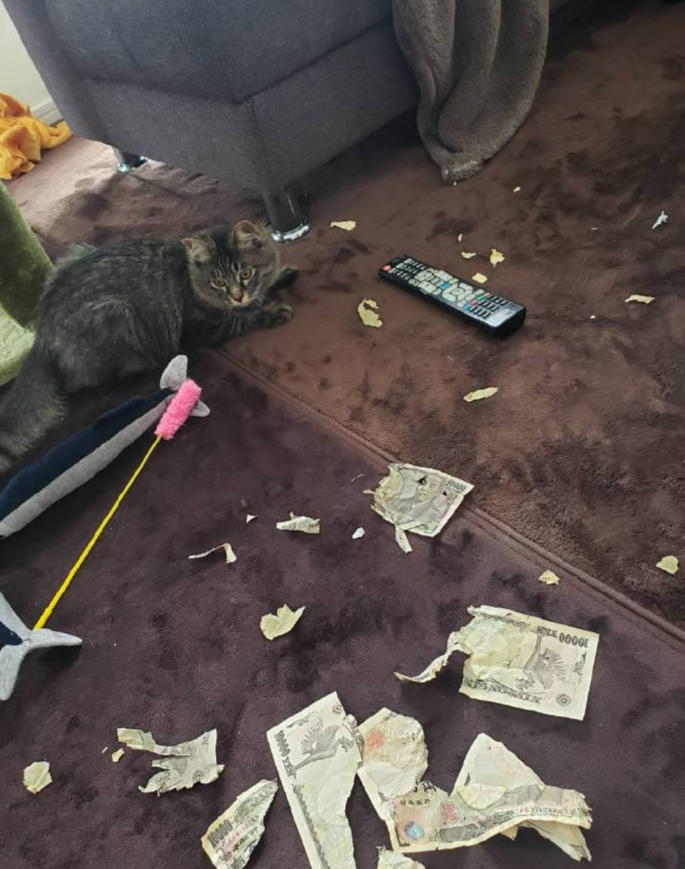 养猫的人有多痛苦?看到第三张图窒息了-微信头条网 养猫的人有多痛苦?看到第三张图窒息了