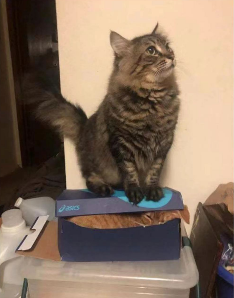 歪妖妖灵吗,我举报这里有只"心机猫"!-友友