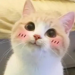 千万别让铲屎官学ps,猫会被玩儿坏的哈哈哈!_影视聚合站