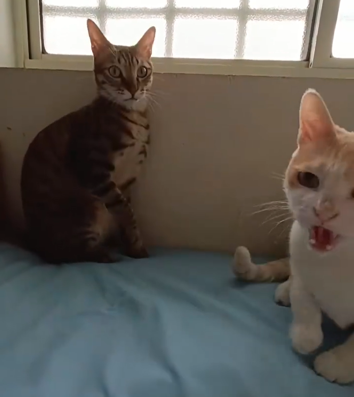 我的喵呀!第一次见到猫咪被自己的便便吓傻了,哈哈哈...-微信头条网 我的喵呀!第一次见到猫咪被自己的便便吓傻了,哈哈哈...