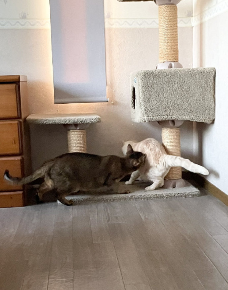 我的喵呀!第一次见到猫咪被自己的便便吓傻了,哈哈哈...-微信头条网 我的喵呀!第一次见到猫咪被自己的便便吓傻了,哈哈哈...