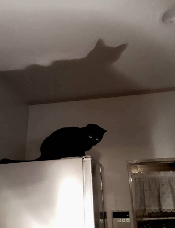 我的喵呀!第一次见到猫咪被自己的便便吓傻了,哈哈哈...-微信头条网 我的喵呀!第一次见到猫咪被自己的便便吓傻了,哈哈哈...