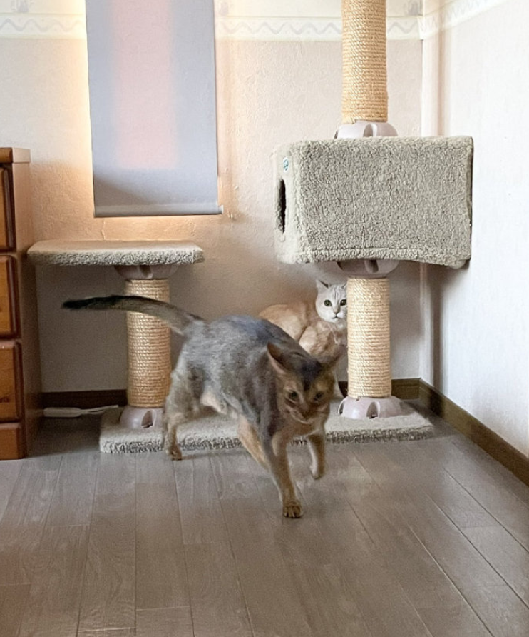 我的喵呀!第一次见到猫咪被自己的便便吓傻了,哈哈哈...-微信头条网 我的喵呀!第一次见到猫咪被自己的便便吓傻了,哈哈哈...