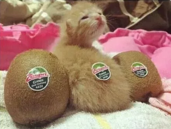 原来,猫咪也是有蜜桃臀的...-微信头条网 原来,猫咪也是有蜜桃臀的...