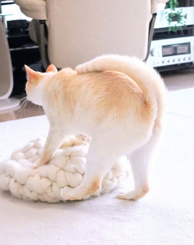 原来,猫咪也是有蜜桃臀的...-微信头条网 原来,猫咪也是有蜜桃臀的...