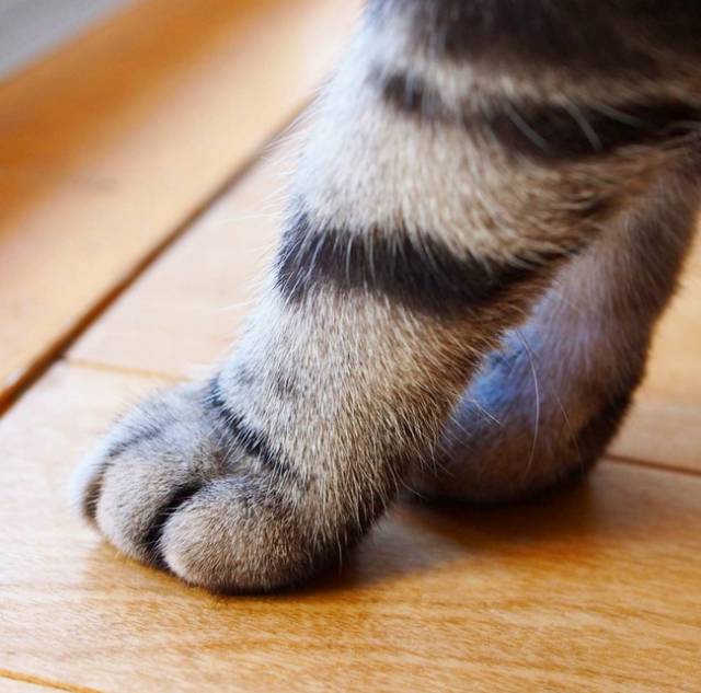 原来,猫咪也是有蜜桃臀的...-微信头条网 原来,猫咪也是有蜜桃臀的...