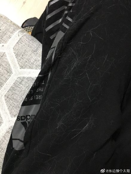 衣服上为什么总会粘上猫毛 知道真相的我眼泪差点掉下来 撸猫教授 每日精选公众号文章