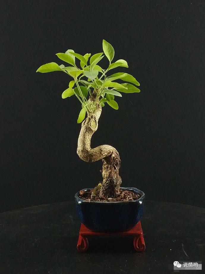 80岁盆景大师不小心透露 欣赏盆景园老桩盆景 作品缩地成寸大气有内涵 带给你不同的心境 美朵 微信公众号文章阅读