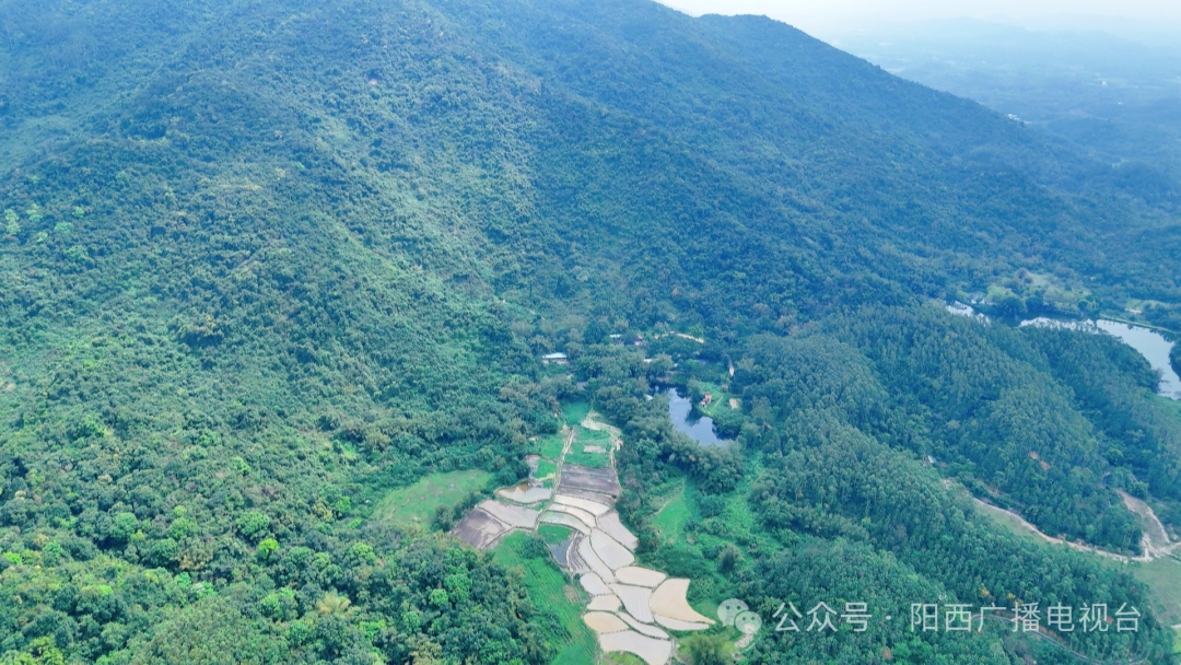 【绿美阳西】阳西护林员:守护绿水青山 助力绿美生态建设 -阳西县人民