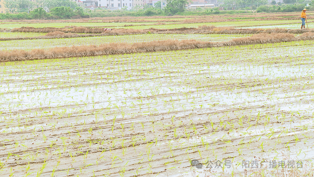 【百千万工程】阳西:春耕好时节 早稻插秧忙 -阳西县