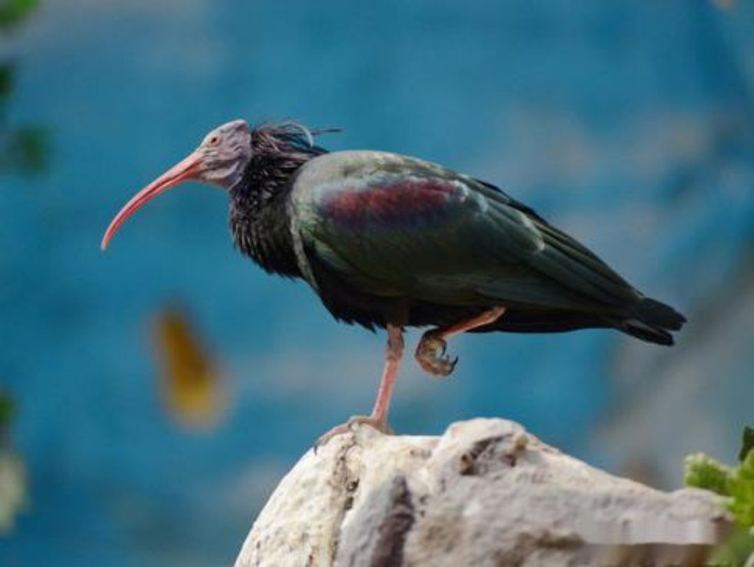 世界珍稀动物仅剩一只_珍稀仅剩动物世界了吗_世界珍稀动物名录