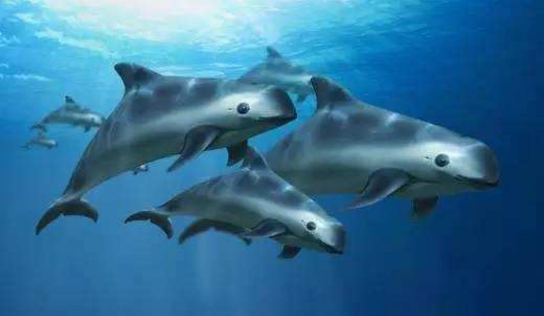 珍稀仅剩动物世界了吗_世界珍稀动物仅剩一只_世界珍稀动物名录